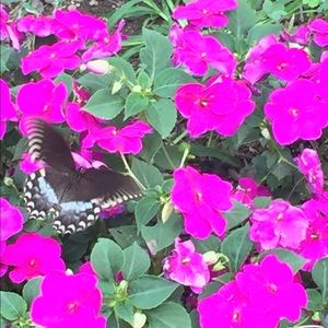 Meet your Posher, Sara